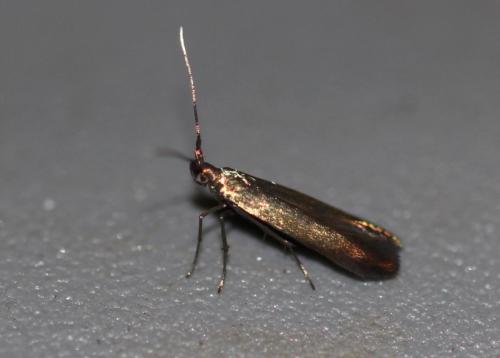 Réf. 330 236 : Coleophora sp.